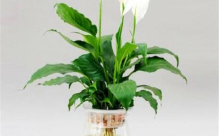 水培白掌烂根是啥原因？