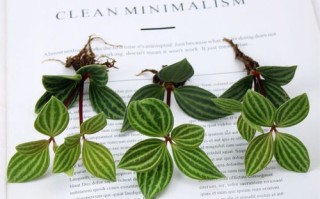 水培土培哪个更快？