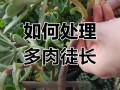 多肉秋季怎么防止徒长