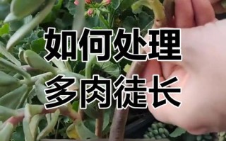 多肉秋季怎么防止徒长