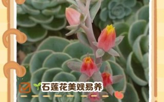 莲花多肉怎么养才好看？