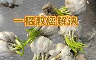 水培大蒜烂根了怎么救？