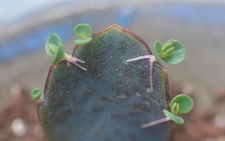 多肉叶发芽后，养护关键在哪？