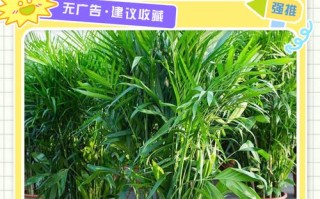 盆栽竹叶子发黄怎么办？