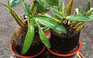 石斛盆栽用什么肥料好？