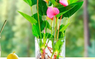 水培粉掌适合室内养吗？