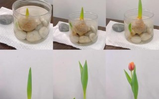 郁金香水培多久换一次水合适？