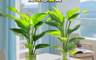 天堂鸟水培瓶插期到底有多长？