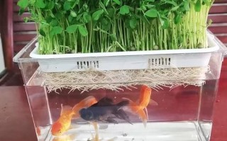 水培植物能养鱼吗？哪些鱼适合？