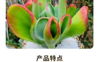 多肉用什么肥料最好？