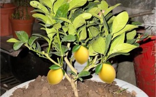 柠檬树修剪最佳月份是几月？