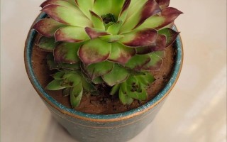 多肉出苗后如何养护管理？