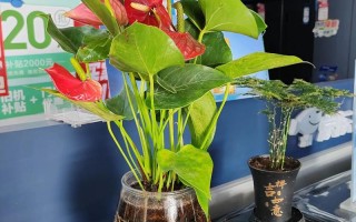 水培红掌叶子水有毒吗？