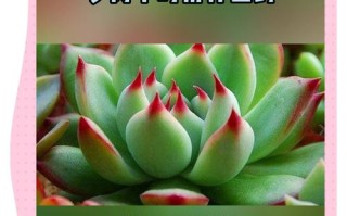 多肉病虫如何有效预防？