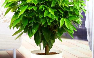 平安树能露天盆栽吗？