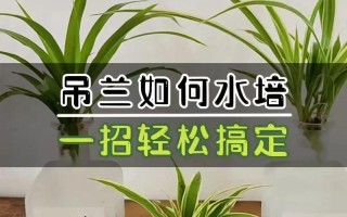 水培吊兰剪根最佳时间是什么时候？