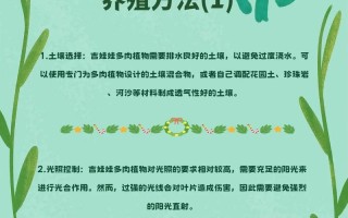 多肉吉娃娃夏季如何养