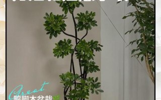 大盆栽养殖方法有哪些关键点？