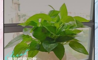 水培绿萝能剪根吗？剪后怎么养护？