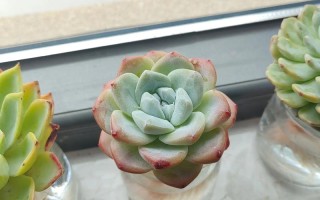 水培多肉能长多大？极限尺寸是多少？