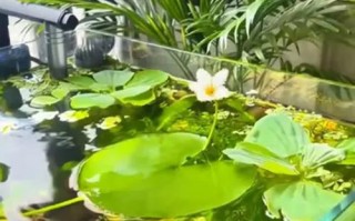 水培花养鱼？哪些品种能共存？
