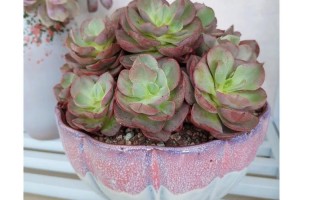 多肉暴盆怎么养？这样养才爆盆！