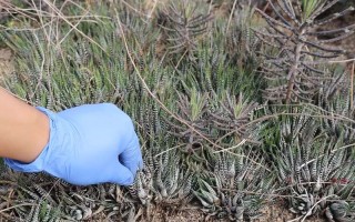 砍头多肉发根后怎么种？