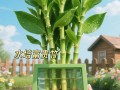水培竹塔富贵竹咋养才旺？