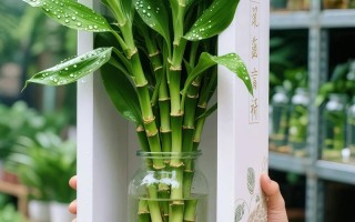 水培观音竹怎么保证不歪