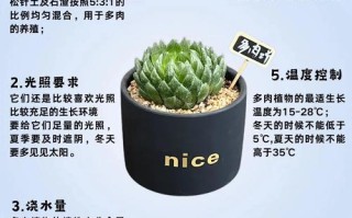 多肉植物如何养成多头？