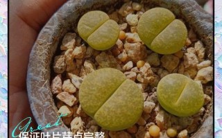 多肉种子发芽后如何养护？