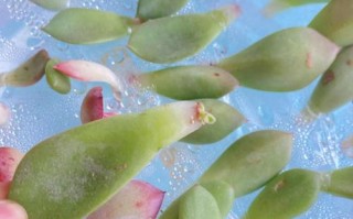 多肉刚种下能喷水吗？