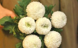 乒乓菊谢后怎么养能复花？