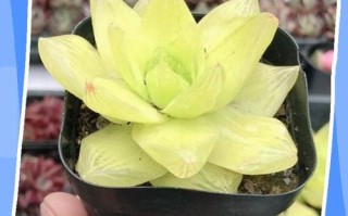 玉露多肉冬天怎么养护