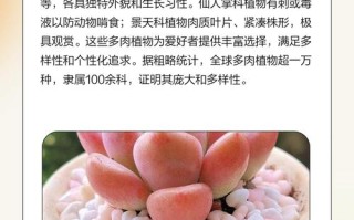 梦椿多肉有何独特魅力？