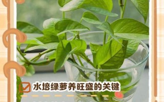 水培绿萝在家怎么养才茂盛？