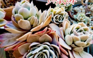 多肉景天科石莲花属怎么养？