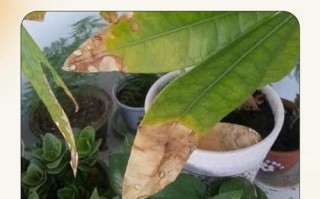 盆栽叶尖枯黄怎么回事