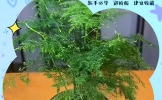 水培文竹干黄咋补救？