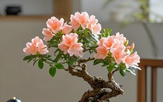 盆栽杜鹃用什么土最好？