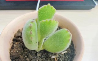 猫爪多肉叶片一碰就掉，咋办？