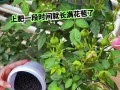 盆栽月季施什么肥好？