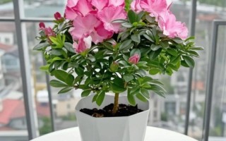 哪里买花卉盆栽最便宜？