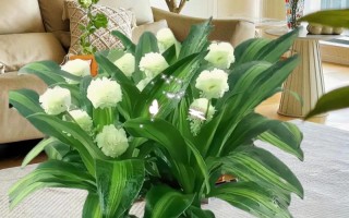 水培巴西木刚买回来咋养？