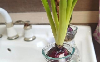 水培风信子价格多少钱？