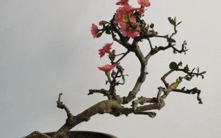 盆栽帖梗海棠几月开花