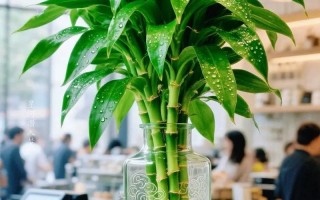 水培荷花竹干叶是何原因？