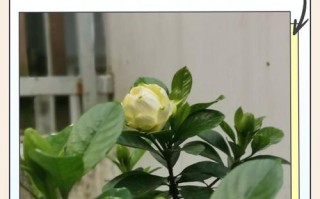 栀子花水培关键技巧有哪些？