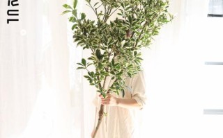 哪些植物适合无根水培？