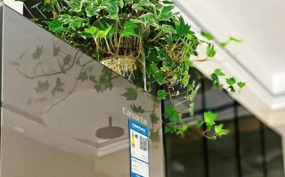 水培常春藤在家能长多高？